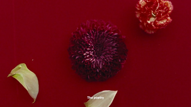 Video Reference: Flower, Petal, Organism, Fireworks, Plant, Violet, Magenta, Event, Holiday, New year