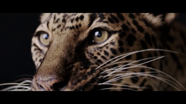 Video Reference: Eye, Carnivore, Leopard, Organism, Whiskers, African leopard, Felidae, Small to medium-sized cats, Big cats, Skyscraper