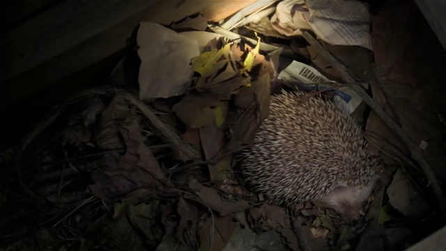 Video Reference: Hedgehog, Erinaceidae, Domesticated hedgehog, Terrestrial animal, Darkness, Plant, Whiskers, Monotreme, Fruit, Event