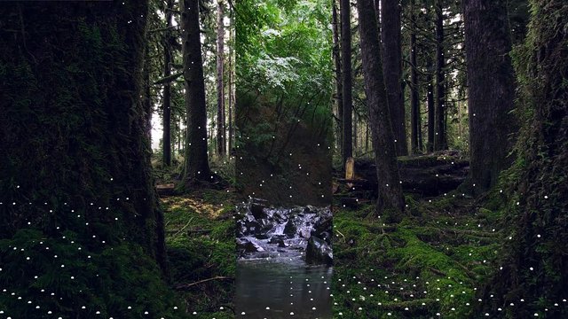 Video Reference: forest, trees, moss, creek, stream, nature, woodland, green, outdoors, wilderness, trunks, understory, landscape, rainforest, tranquil