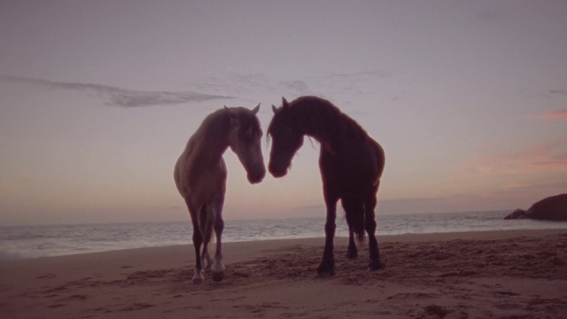 Video Reference: Water, Sky, Horse, Beach, Gesture, Sunlight, Atmospheric phenomenon, Dusk, Landscape, Horizon