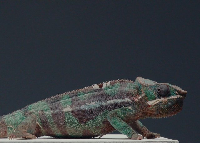 Video Reference: chameleon, lizard, reptile, close-up, side view, colorful, scales, wildlife, animal, dark background, macro, portrait, exotic, nature