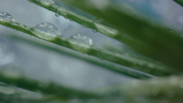 Video Reference: Water, Liquid, Fluid, Plant, Terrestrial plant, Moisture, Grass, Dew, Drop, Drizzle