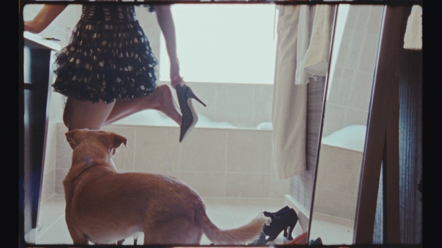 Video Reference: Window, Felidae, Carnivore, Interior design, Cat, Wood, Small to medium-sized cats, Fawn, Shade, Whiskers