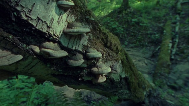 Video Reference: Plant, Wood, Branch, Bedrock, Tree, Organism, Terrestrial plant, Trunk, Natural landscape, Grass