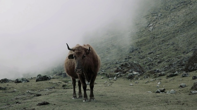 Video Reference: Mountain, Fog, Working animal, Atmospheric phenomenon, Horn, Landscape, Terrestrial animal, Bull, Snout, Grassland