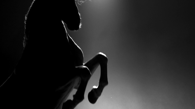 Video Reference: Horse, Flash photography, Gesture, Style, Black-and-white, Audio equipment, Sky, Entertainment, Monochrome photography, Monochrome