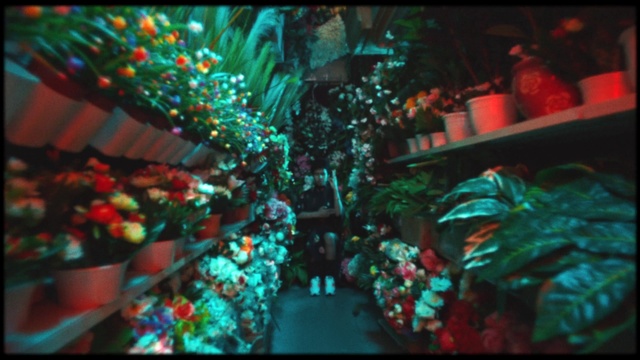 Video Reference: Green, Window, Organism, Plant, Christmas ornament, Christmas decoration, Ornament, Technology, Glass, Event