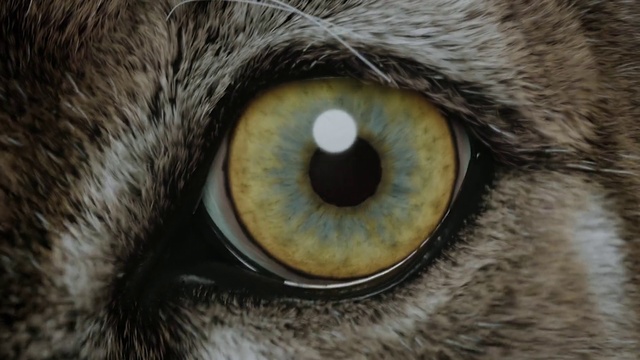 Video Reference: Brown, Bird, Eyelash, White, Vertebrate, Light, Carnivore, Organism, Mammal, Iris