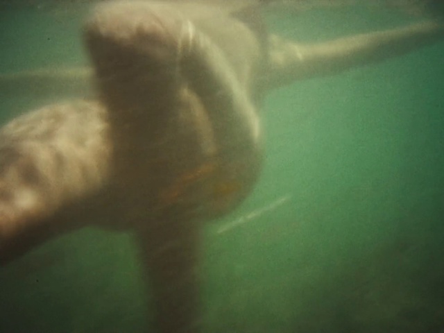 Video Reference: Water, Underwater, Reptile, Marine biology, Marine mammal, Fin, Cloud, Recreation, Ocean, Wildlife