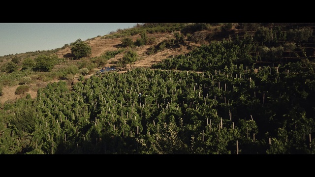 Video Reference: Plant, Land lot, Natural landscape, Grass, Terrestrial plant, Agriculture, Groundcover, Grassland, Grass family, Slope