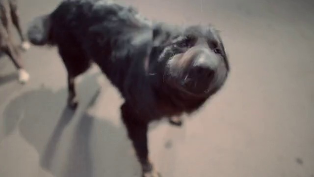 Video Reference: Dog, Carnivore, Dog breed, Companion dog, Snout, Tail, Sporting Group, Fur, Retriever, Pointing breed