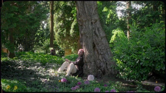 Video Reference: Plant, Green, Tree, People in nature, Natural landscape, Terrestrial plant, Trunk, Wood, Grass, Groundcover