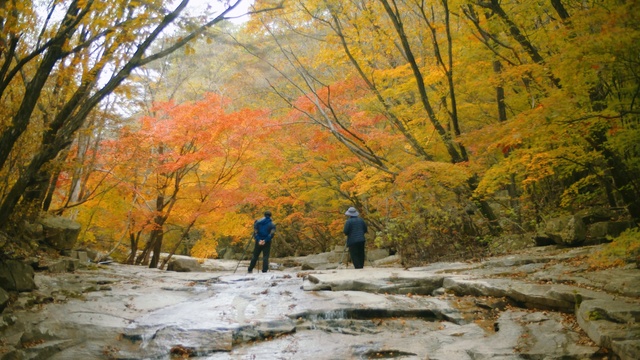 Video Reference: Plant, People in nature, Natural landscape, Tree, Wood, Landscape, Deciduous, Twig, Leisure, Grove