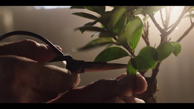 Video Reference: Plant, Gesture, Tableware, Eyewear, Finger, Thumb, Twig, Terrestrial plant, Tints and shades, Flowering plant
