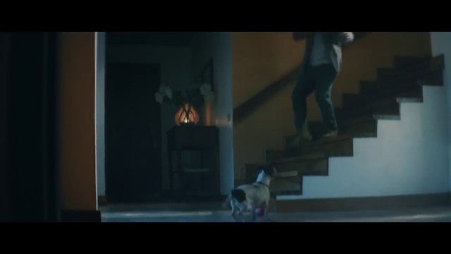 Video Reference: Dog, Wood, Stairs, Carnivore, Tints and shades, Window, Flooring, Hardwood, Darkness, Human leg