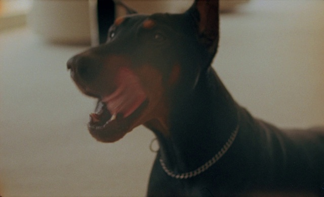 Video Reference: Dog, Dog breed, Collar, Carnivore, Fang, Whiskers, Fawn, Companion dog, Pet supply, Working animal