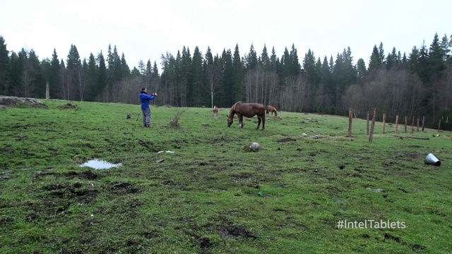 Video Reference: Horse, Sky, Plant, Tree, Natural landscape, Working animal, Mammal, Highland, Landscape, Grassland