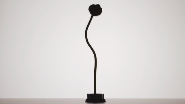 Video Reference: silhouette, abstract, minimal, black object, centered, plain background, stem, round top, isolated, studio, simple, vertical, shadow, copy space
