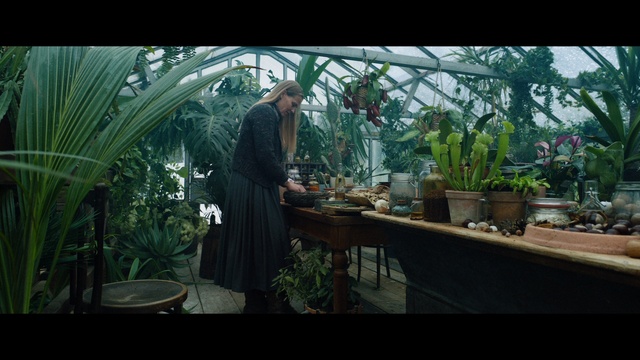 Video Reference: Plant, Houseplant, Table, Flowerpot, Interior design, Terrestrial plant, Wood, Adaptation, Tree, Tints and shades