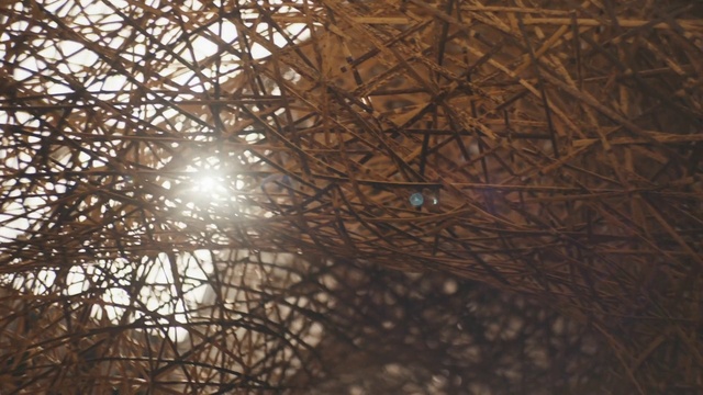 Video Reference: Water, Sky, Twig, Wood, Tints and shades, Grass, Astronomical object, Plant, Pattern, Midnight