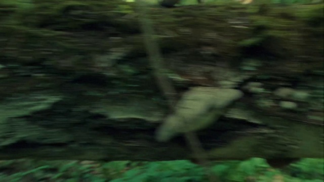 Video Reference: Terrestrial plant, Plant, Wood, Grass, Trunk, Terrestrial animal, Forest, Woodland, Jungle, Darkness