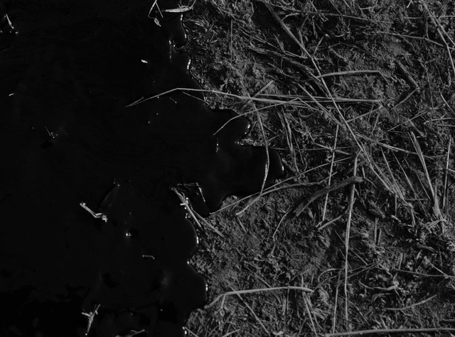 Video Reference: Twig, Black-and-white, Wood, Monochrome photography, Grass, Darkness, Soil, Monochrome, Natural material, Midnight