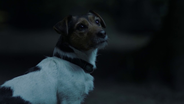 Video Reference: Dog, Dog breed, Carnivore, Grey, Whiskers, Fawn, Companion dog, Terrestrial animal, Snout, Sporting Group