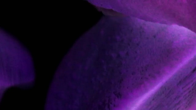 Video Reference: Purple, Petal, Violet, Flower, Magenta, Terrestrial plant, Tints and shades, Electric blue, Flowering plant, Macro photography
