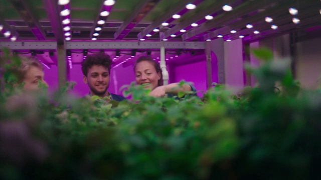 Video Reference: Smile, Flower, Plant, Purple, Flash photography, Happy, Decoration, Entertainment, Leisure, Magenta