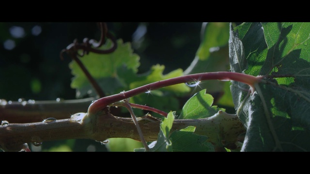 Video Reference: Plant, Terrestrial plant, Water, Twig, Flowering plant, Grass, Macro photography, Fruit tree, Grapevine family, Annual plant