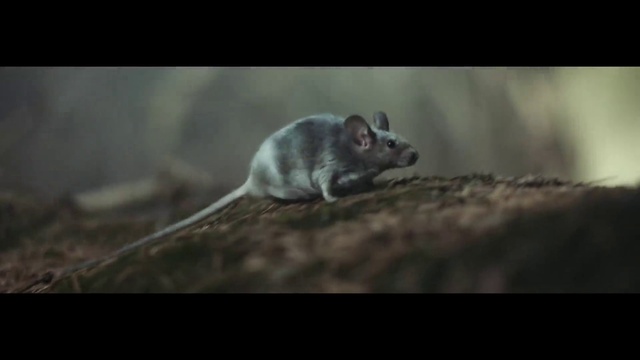 Video Reference: Rodent, Flash photography, Grey, Whiskers, Terrestrial animal, Pest, Mouse, Tail, white footed mice, Muroidea