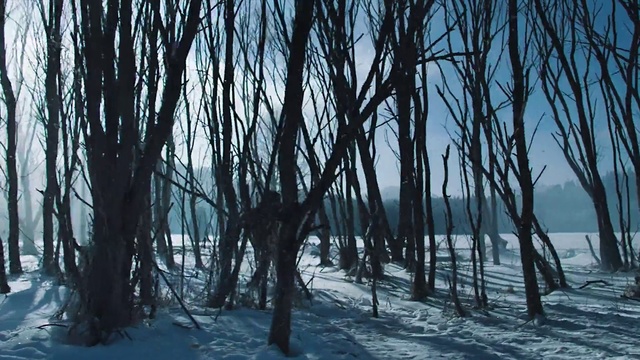 Video Reference: Sky, Water, Natural landscape, Wood, Twig, Branch, Trunk, Tree, Freezing, Snow