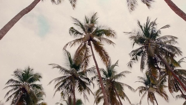 Video Reference: Sky, Cloud, Daytime, Photograph, Light, Nature, Botany, Tree, Arecales, Terrestrial plant