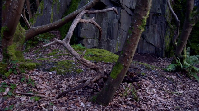 Video Reference: Plant, Wood, Twig, Trunk, Natural landscape, Terrestrial plant, Tree, Grass, Groundcover, Deciduous