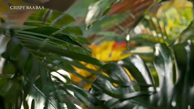 Video Reference: Leaf, Botany, Terrestrial plant, Plant, Twig, Flowering plant, Tree, Landscape, Flower, Plant stem