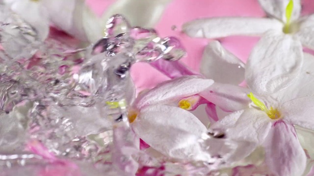 Video Reference: Flower, Plant, Purple, Petal, Pink, Magenta, Terrestrial plant, Jewellery, Flowering plant, Liquid