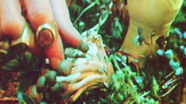 Video Reference: Leaf, Organism, Finger, Grass, Nail, Thumb, Leaf vegetable, Underwater, Event, People in nature