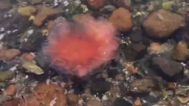 Video Reference: Underwater, Marine biology, Fluid, Coral, Natural material, Reef, Coral reef, Marine invertebrates, Terrestrial plant, Cnidaria