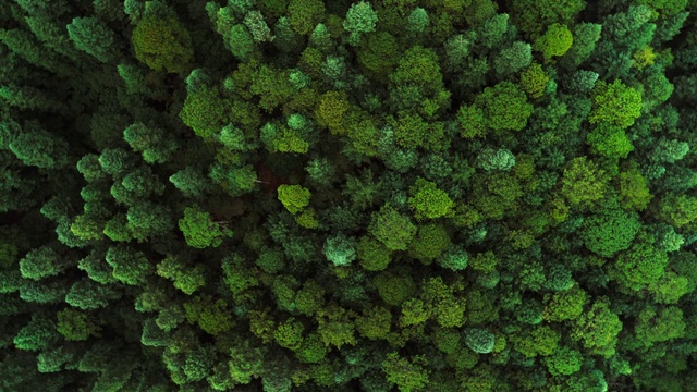 Video Reference: Plant, Terrestrial plant, Grass, Leaf vegetable, Evergreen, Shrub, Groundcover, Non-vascular land plant, Annual plant, Flowering plant