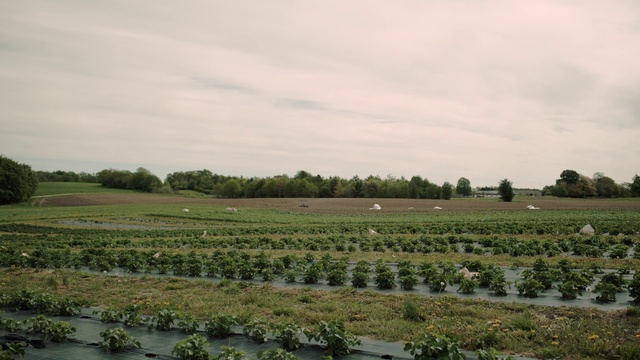 Video Reference: Cloud, Plant, Sky, Tree, Natural landscape, Agriculture, Plain, Grassland, Landscape, Groundcover