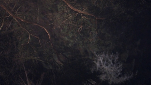 Video Reference: Atmosphere, Branch, Twig, Sky, Plant, Grey, Wood, Midnight, Tree, Space