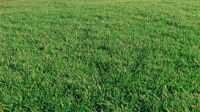 Video Reference: Plant, People in nature, Natural landscape, Groundcover, Grassland, Terrestrial plant, Grass, Agriculture, Prairie, Flooring