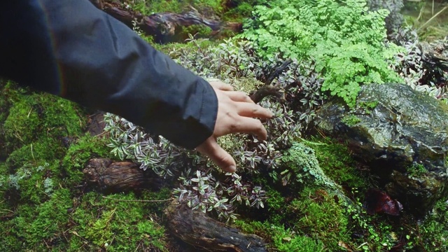 Video Reference: Plant, Plant community, Botany, People in nature, Terrestrial plant, Natural landscape, Gesture, Finger, Grass, Bedrock