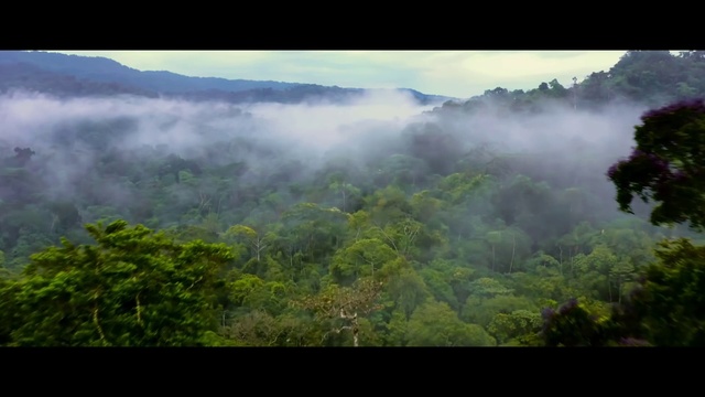 Video Reference: Cloud, Sky, Atmosphere, Plant community, Natural landscape, Plant, Highland, Terrestrial plant, Mountain, Fog