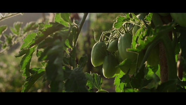 Video Reference: Plant, Flower, Food, Fruit, Staple food, Terrestrial plant, Natural foods, Vegetable, Flowering plant, Produce