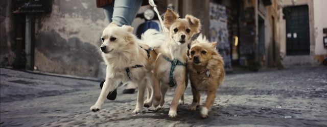 Video Reference: Dog, Vertebrate, Dog breed, Carnivore, Mammal, Companion dog, Fawn, Dog supply, Working animal, Fur