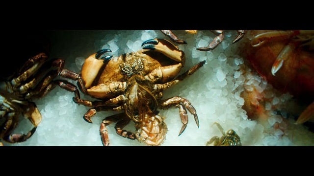 Video Reference: Arthropod, Organism, Insect, Crab, Decapoda, Terrestrial animal, Cancridae, Terrestrial plant, Seafood, Marine biology