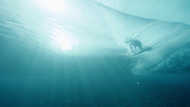 Video Reference: Water, Vertebrate, Underwater diving, Azure, Underwater, Scuba diving, Organism, Body of water, Sunlight, Diving equipment