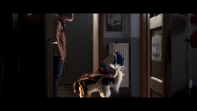 Video Reference: Flash photography, Carnivore, Fawn, Felidae, Whiskers, Small to medium-sized cats, Darkness, Fur, Companion dog, Room